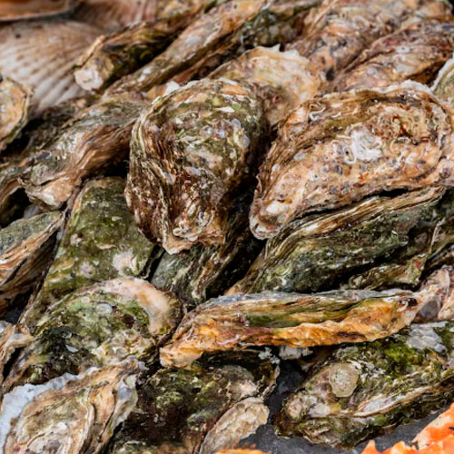 mejillones-frescos-marto