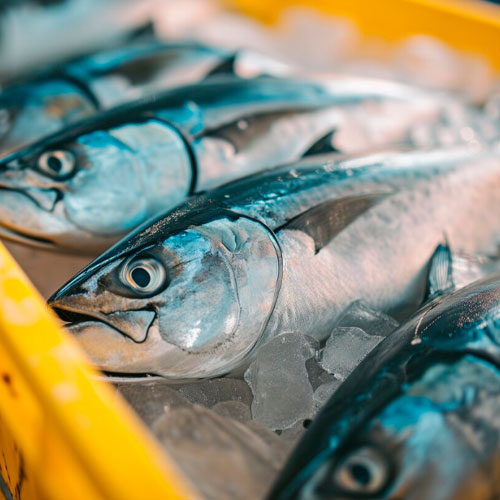 lubina-fresca-martos