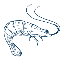 gambas-cocidas-martos