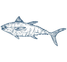 atunes-frescos-martos