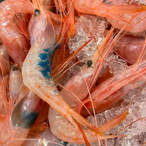 gambas-hosteleria-martos