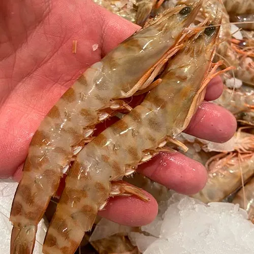 gambas-rafael-ureña